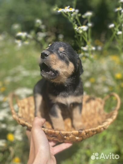 Щеночки добрые руки. Такса, джек Рассел