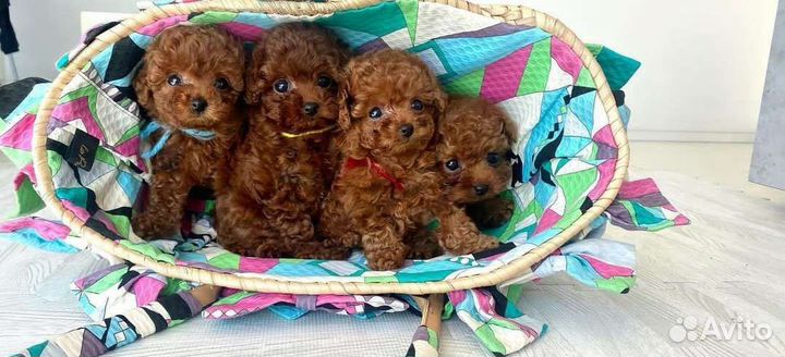 Мальтипу f1 red brown