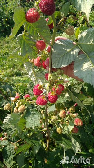 Ремонтантная малина