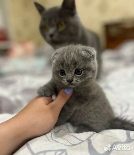 Элитные Шотландские милашки