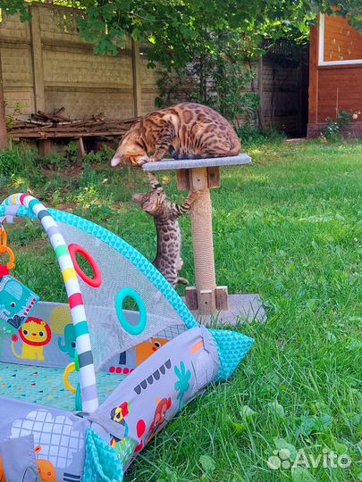 Бенгальский котёнок мальчик с документами