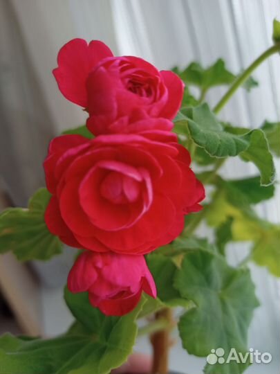 Толстянка, герани