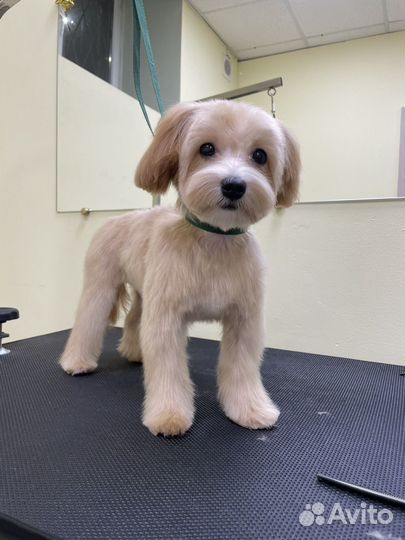 Грумер стрижка собак