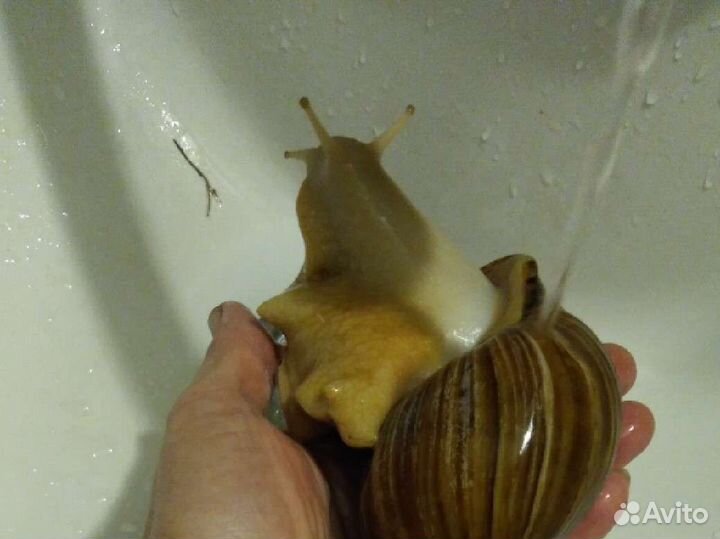 Улитки ахатины