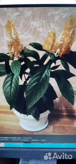 Пахистахис