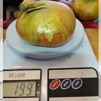 Крупноплодный семейный лук, народной селекции