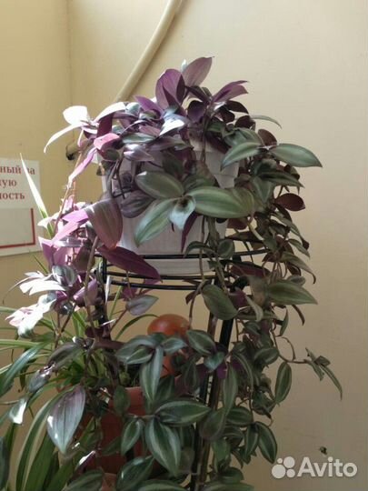 Традесканция зебрина