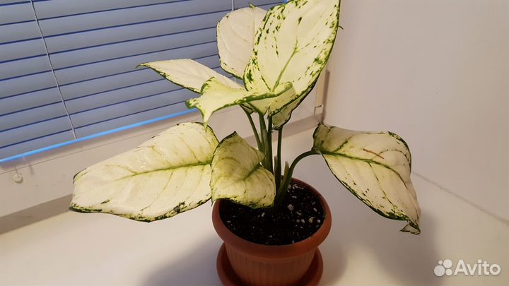 Аглаонема White Joy