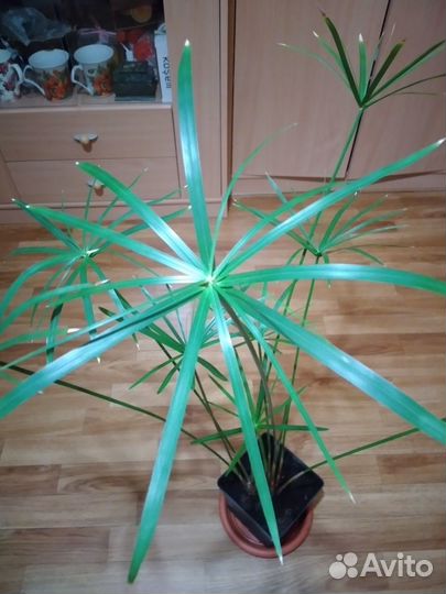 Пальма циперус