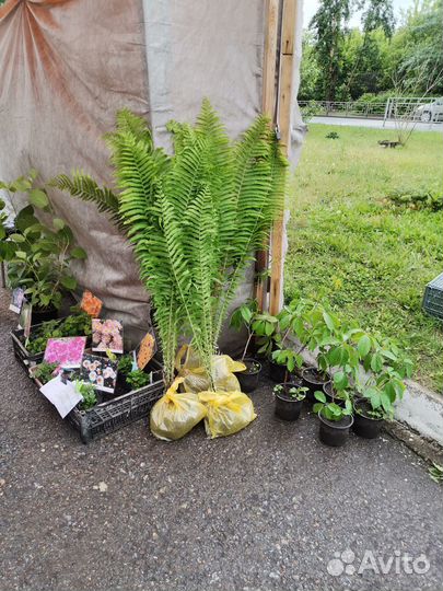 Папоротник