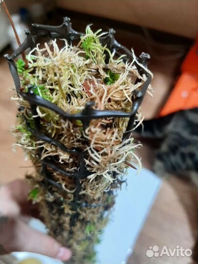 Тотем из мха для растений