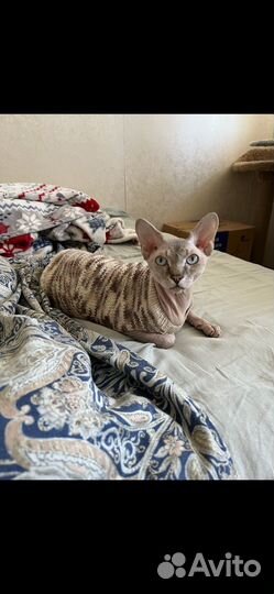 Сфинкс вязка