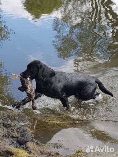 Щенки лабрадора
