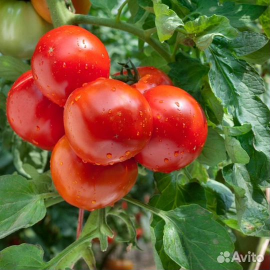 Подработка в теплице