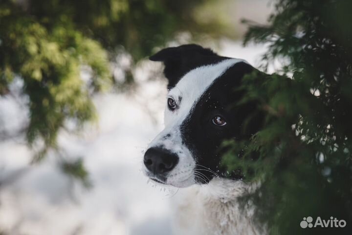 Заберите домой Бруснику