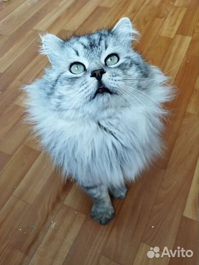 Кот Арсений, в добрые руки
