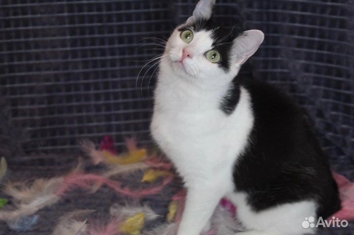 Кошка в дар бесплатно