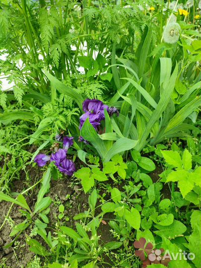 Многолетние цветы