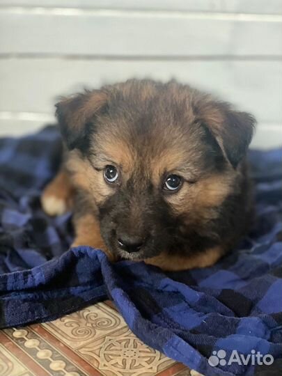 Щеночек в добрые руки