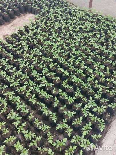 Рассада помидор,огурцы,перец