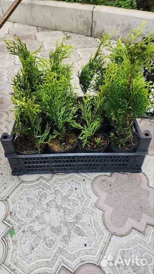 Туя смарагд