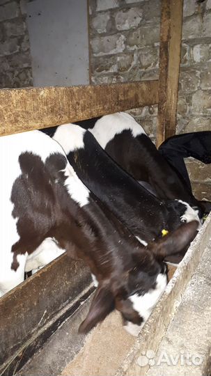 Бычки. Большое нагаткино