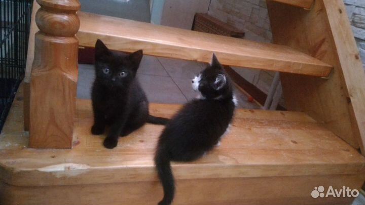 Чисто черная гладкошерстная котенок-малышка