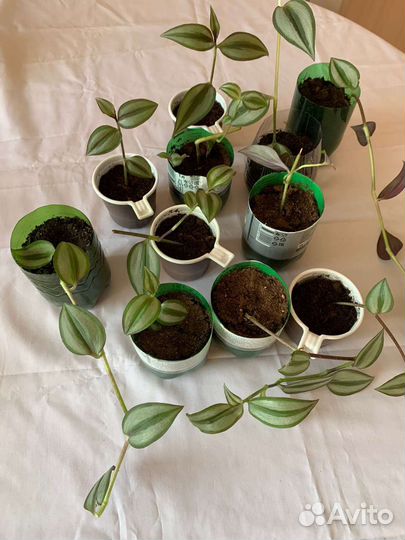 Традесканция зебрина трехцветная