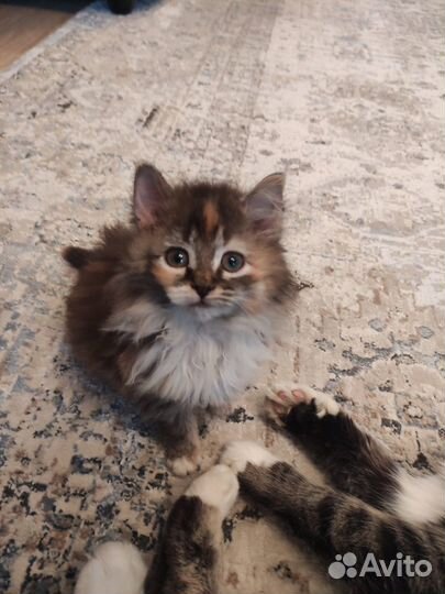 Котята