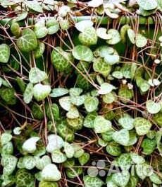 Церопегия Вуда (Ceropegia woodii)