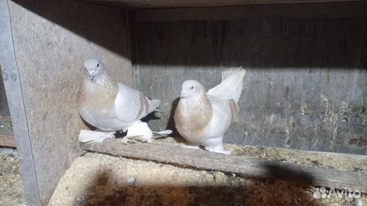 Продажа голубей