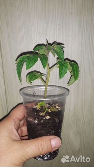 Рассада балконных томатов