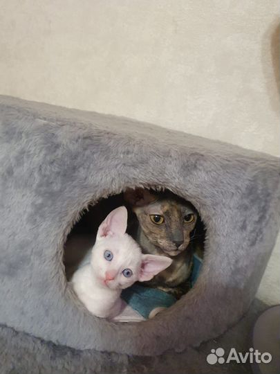 Котята корниш-рекс