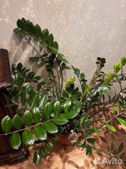 Замиокулькас