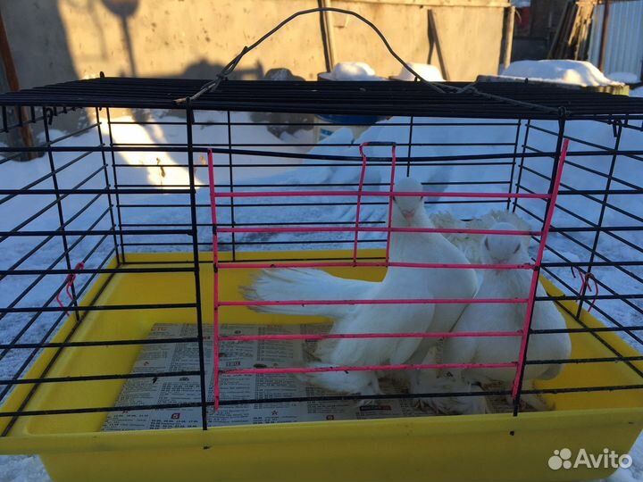 Продам статных голубей