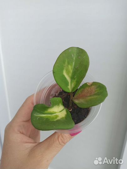 Хойя обовата вариегата