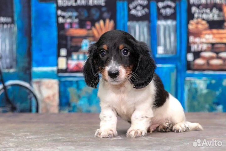 Такса кроличья/ миниатюрная окрас пайболд