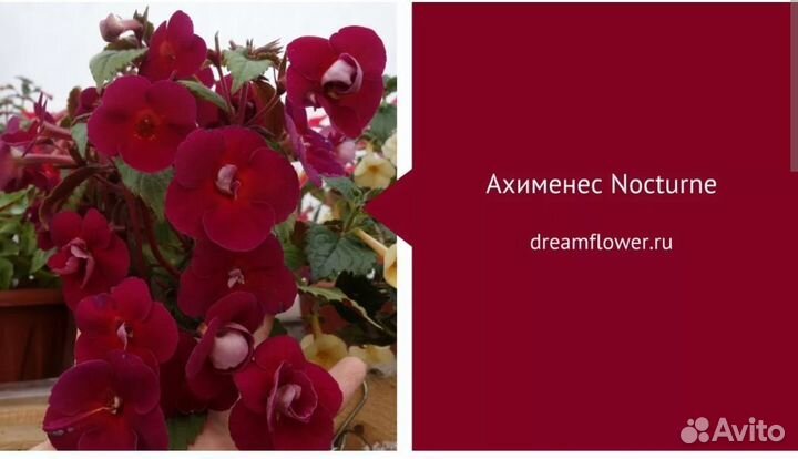 Ризомы Ахименесов