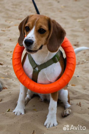 Кольцо для собак