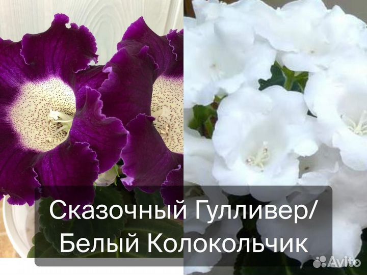 Семена глоксиний (опыления)