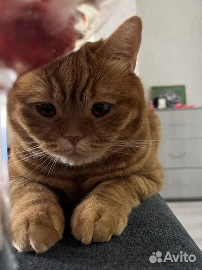 Отдам кота в добрые руки