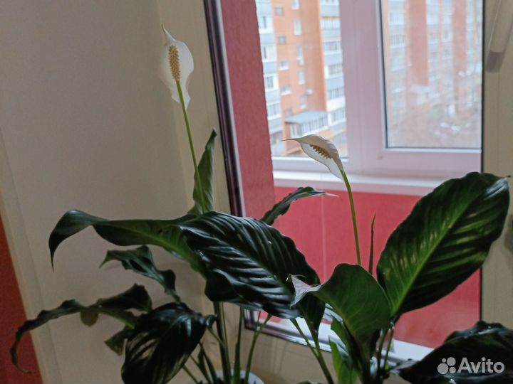 Спатифиллум