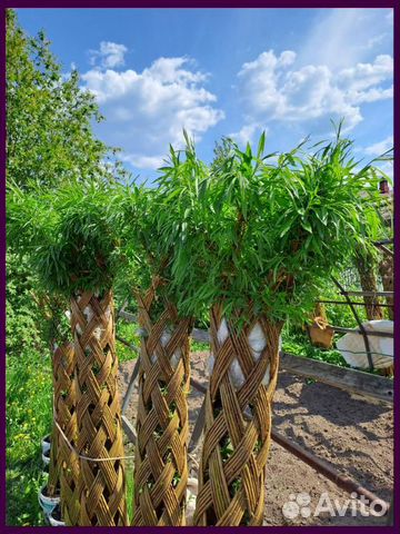 Деревья плетёные из ивы "русские пальмы" купить в Перми | Товары для ...