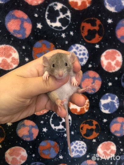 Декоративные крысы