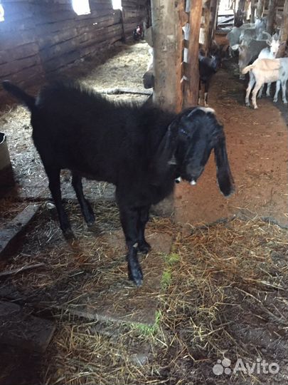 Англо нубийский козел