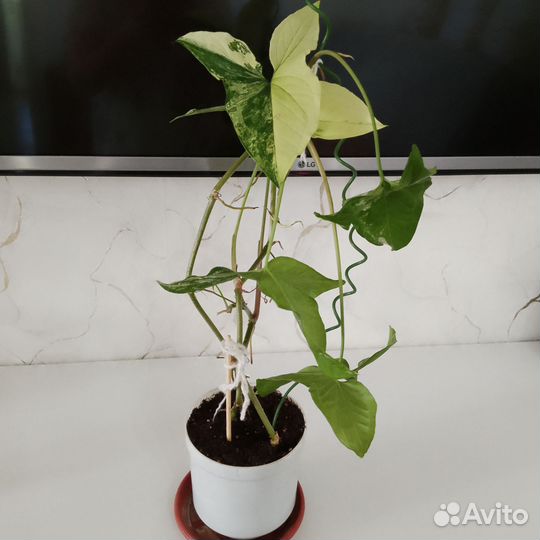 Комнатные цветы