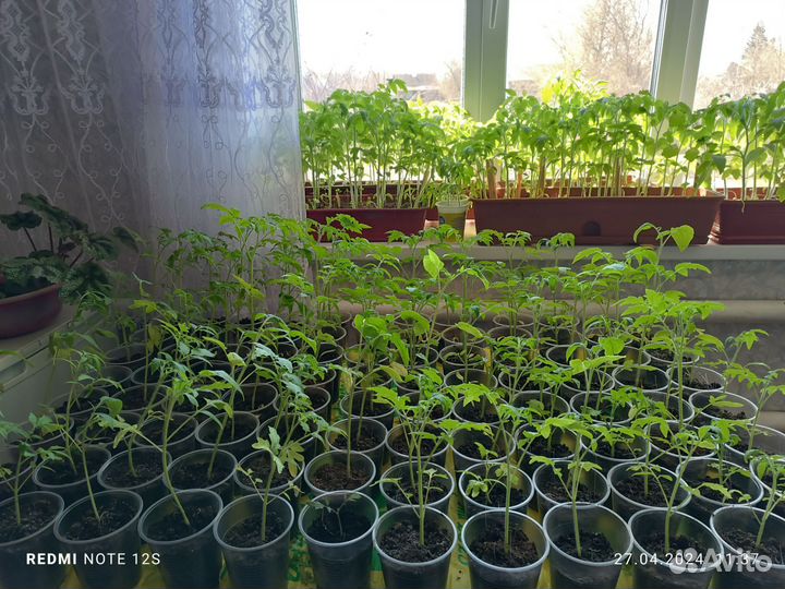 Рассада помидоров томатов