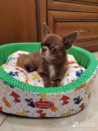 Чихуахуа шоколадный щенок