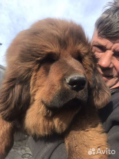 Тибетский мастиф щенки