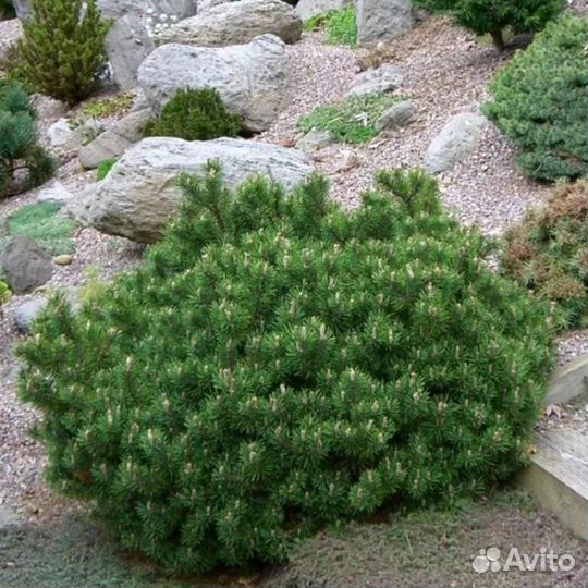 Сосна горная Гном и другие